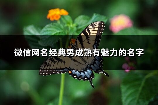 微信网名经典男成熟有魅力的名字(1650个)