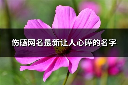 伤感网名最新让人心碎的名字(精选478个)