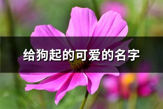 给狗起的可爱的名字(76个)