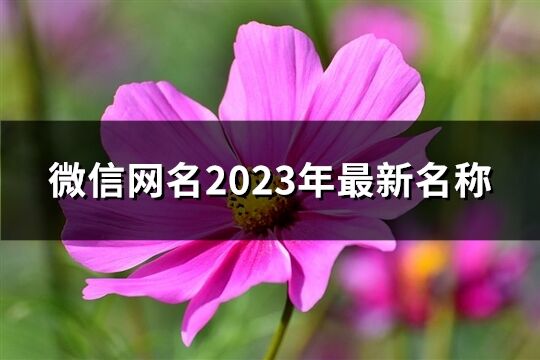 微信网名2023年最新名称(559个)