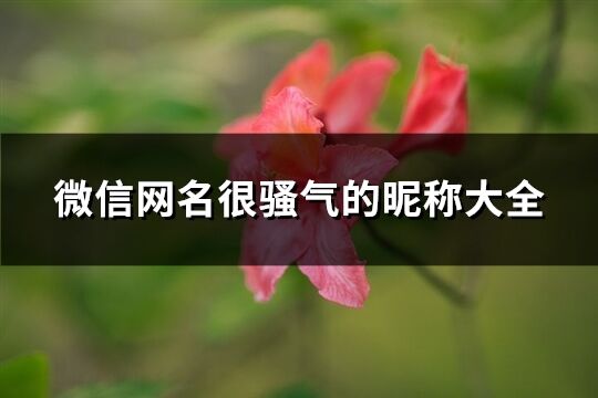 微信网名很骚气的昵称大全(192个)