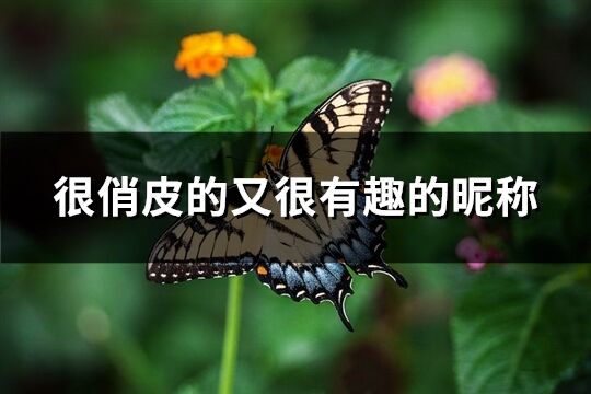 很俏皮的又很有趣的昵称(精选287个)