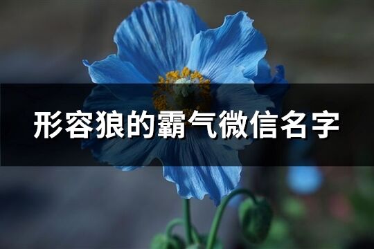 形容狼的霸气微信名字(优选152个)