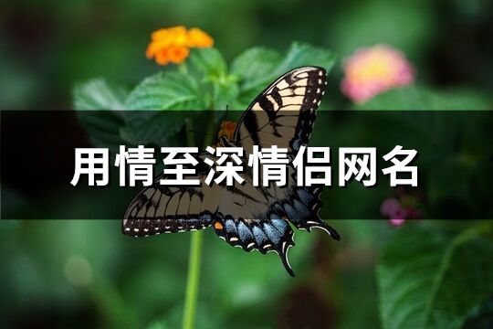 用情至深情侣网名(优选110个)