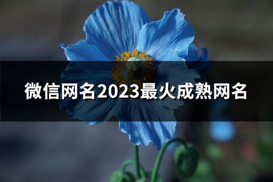 微信网名2023最火成熟网名(优选431个)